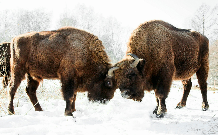 Even Toed like Bison – World Wildlife Info