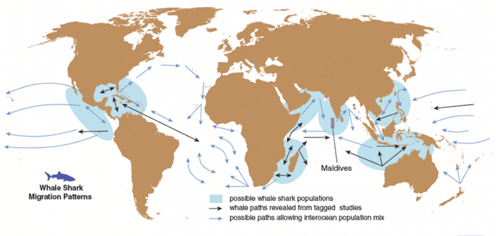 Whale Sharks – World Wildlife Info